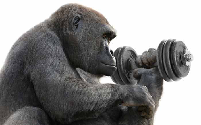 Gorilla With Dumbbell AST Sports Science